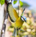 [55861] La Hacienda - Hanging 3d Metal Blue Tit in Flight Image 